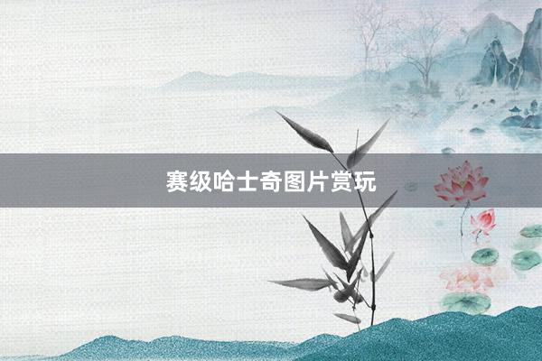 赛级哈士奇图片赏玩